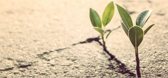 RESILIENCE: THE KEY INGREDIENT OF THE  COVID-19 LEMONADE