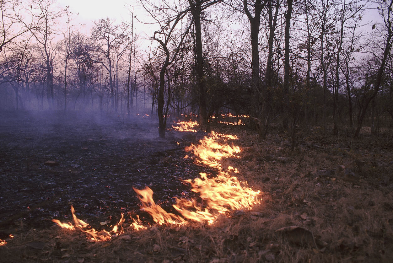 FOREST FIRES: THE NEW NORMAL?