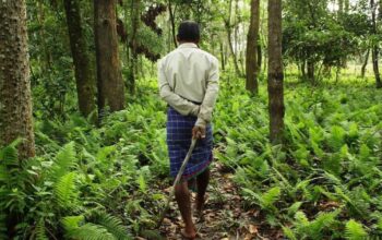 JADAV PAYENG in Molai Forest
